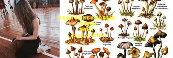 крисы Абаза